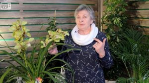 Орхидея Цимбидиум в Домашних Условиях.Как Ухаживать за Орхидеей.