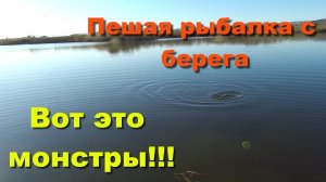 Вот это МОНСТРЫ!!! Пешая рыбалка с берега