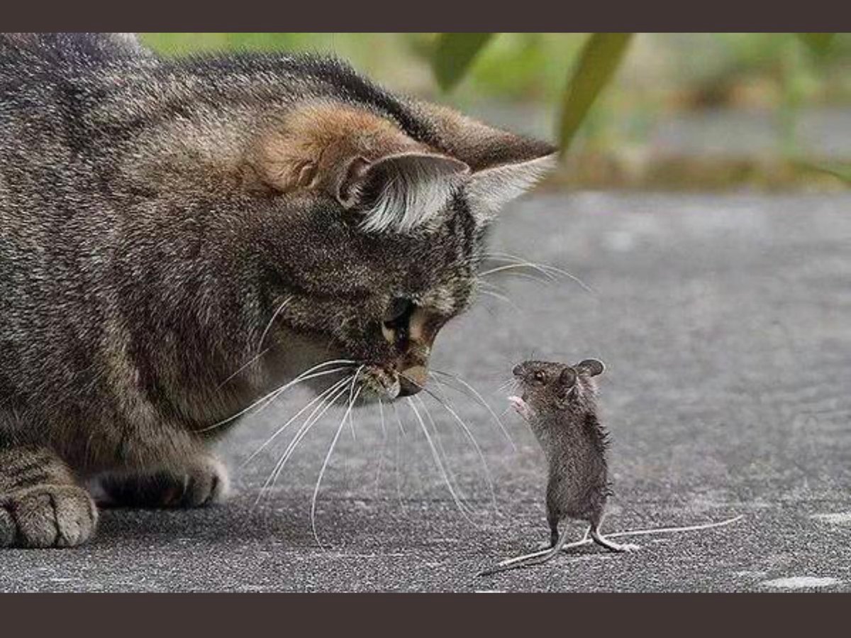 Кошки-мышки.mp4