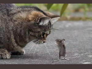 Кошки-мышки.mp4