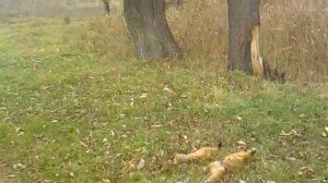 Гон 9 месячного щенка русской пегой гончей 2 часть