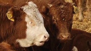 Плющение кукурузы