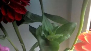 Красивые цынии.