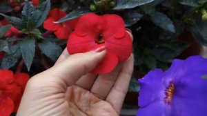 Ахименесы Bloody Marie и Grenadine