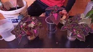 КОЛЕУС. ПОСАДКА ЧЕРЕНКОВ В ЕМКОСТЬ