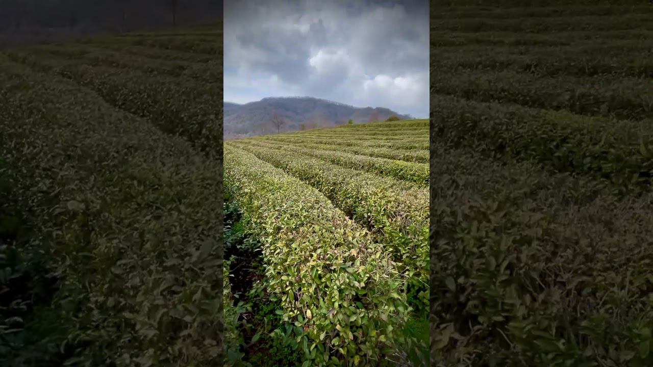 Что происходит на плантациях чайного куста в Сочи ?! #чай #сочи #сочинскийчай #краснодарскийчай смотреть онлайн