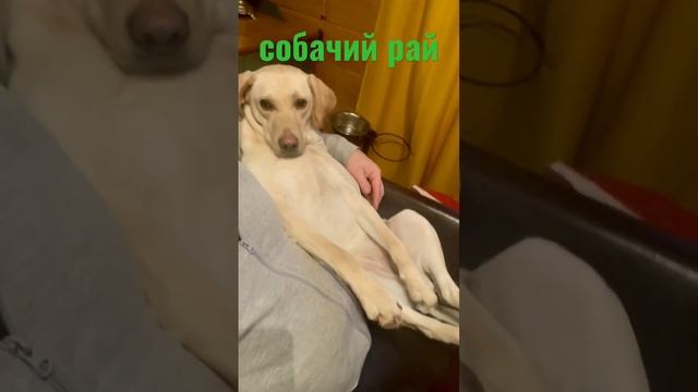 Собачий рай? #собаки #приколы#shortsvideo #лабрадор#собака #dog #милыесобаки#dogs#doglover #shorts