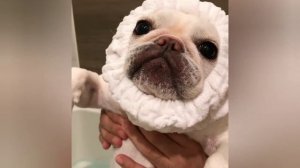 Funny and cute French Bulldogs / Забавные и милые Французские бульдоги