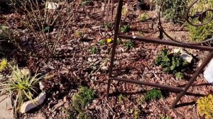 Розы обрезаны. Гортензии обрезка осенью. Сад в октябре. Розы осенью. Сосна Негиши.