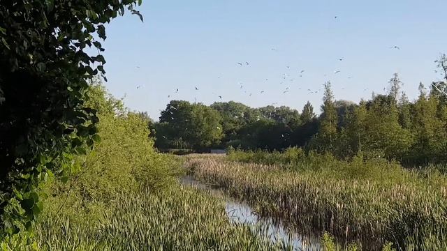 Zīriņi Aizputē смотреть онлайн