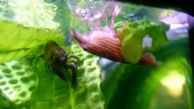 Аквариумный болотный рак и креветки фильтраторAtyopsis moluccensisCamberellus