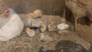 Куры доминанты от 1 до 10 дней