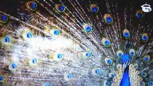 👍красивая христианская авторская песня  Нет другого пути 🎤музыкальное служение