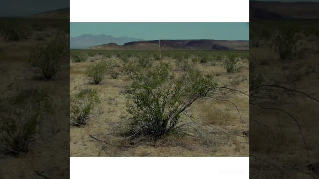 Буктейлер по рассказу Н.М. Павловой «Селагинелла-дитя пустыни 2 глава» смотреть онлайн