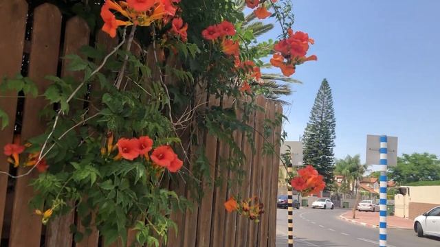 Кампсис крупноцветный смотреть онлайн