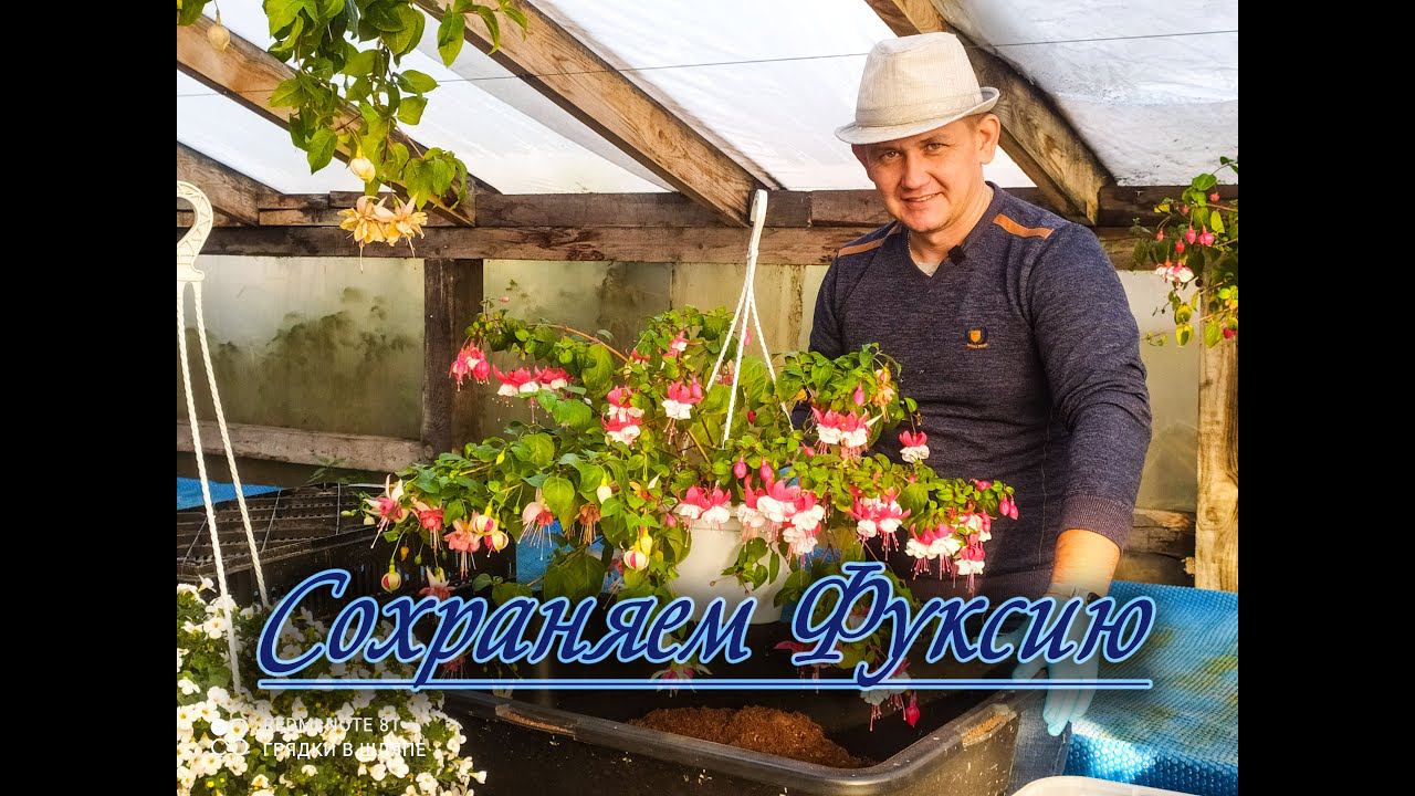 Сохраняем фуксию зимой! Несколько способов сохранять Фуксию!  Фуксия на штамбе.