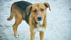 Эдельханов Макар Бездомный пёс