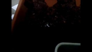 посадка грибов портобелло