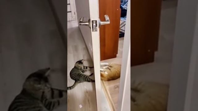 Смешные видео