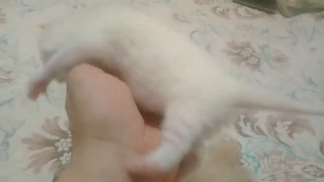 Самые редкие окрасы шотландских котят. ШОТЛАНДСКОЙ ВИСЛОУХОЙ#шотландские.#котята.#вислоухие.Часть 1