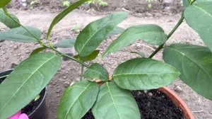 Лучшее средство от щитовки на комнатных цветах и цитрусовых.