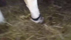 Лечение ноги у коровы.