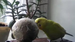 Ту, ту, ту, ла, ла, ла - снова вместе , снова рядом.