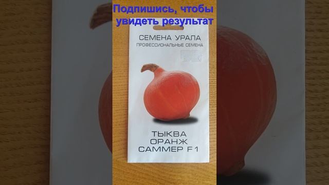 Самая сладкая тыква - Оранж Саммер