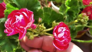 Пеларгония Byulbit Dream и др.