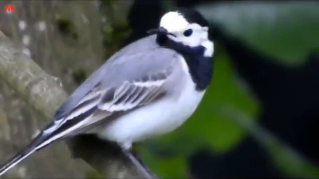Белая трясогузка и горная трясогузка (нем. Bachstelze und Gebirgsstelze)