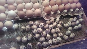 Инкубатор самодельный. Заложила яйцо вертикально. эксперимент