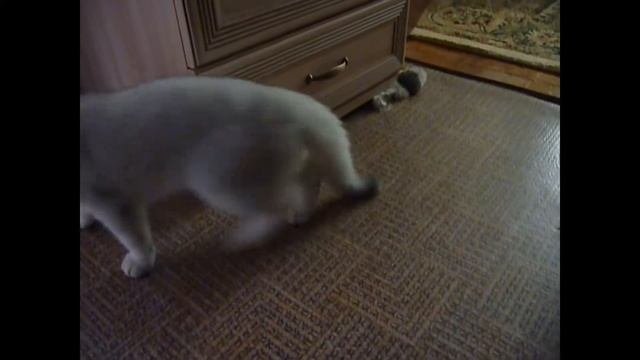Котёнок Шотландец вислоухий(Шиншилла серебро)