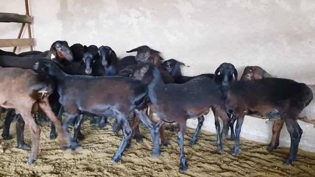Продажа гиссарских баранов, ярок, переярок, кошкарчиков. Анвар Рустемов +77017224679(ватцап)