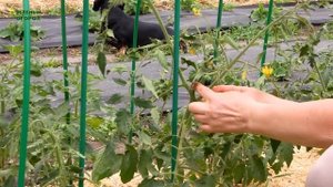 УХОД за ТОМАТАМИ после высадки в ОТКРЫТЫЙ ГРУНТ! Советы от ЗЕЛЕНОГО ОГОРОДА!