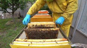 Пчёлы Бакфаст. Формирование стартера. Прививка.