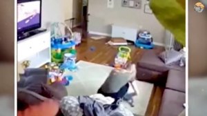 Кот стал героем после спасения ребенка от жестокой няни