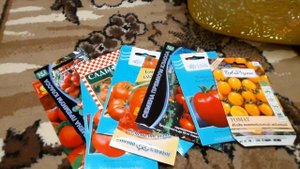 Что я делаю с семенами томатов перед тем, как посеять! Как я сортирую семена томатов!