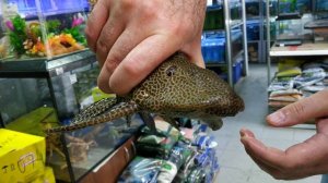 Птеригоплихт в РЫБятах