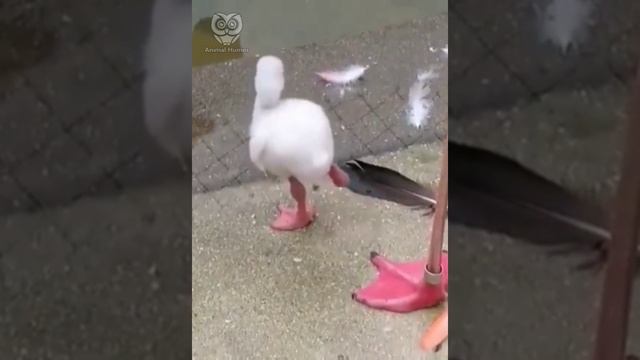 Маленький фламинго учится стоять на одной ноге.