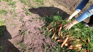 УБОРКА МОРКОВИ! ОСОБЕННОСТИ ВЫРАЩИВАНИЯ!