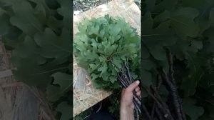 Дубовые веники.