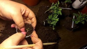 Зимнее размножение колокольчиков Жених и невеста,сорт Дублин биколор