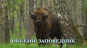 Окский заповедник. Природа России.