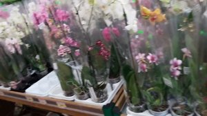 ОРХИДЕИ в ТЦ МАТЕРИК (Минск) Много красивых фаленопсисов с названиями