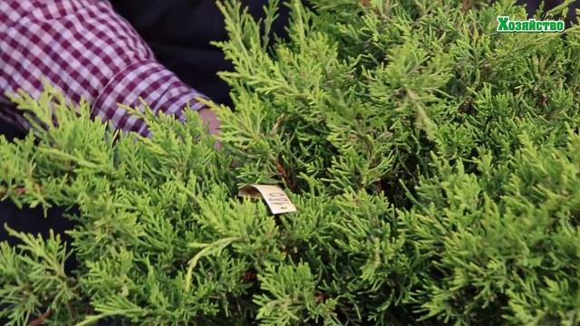Сорта можжевельников. Какие бывают можжевельники? Обзор хвойных растений для сада