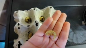 ОКУКЛИВАНИЕ ЛИЧИНКИ ЗООФОБУСА🐛