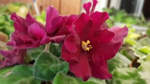 Фиалочная классика. ЕК- Бой Быков