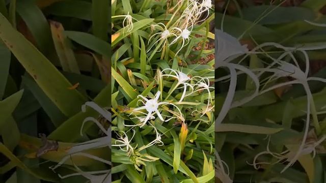 Beach spider lily | spider lily | Hymenocallis littoralis