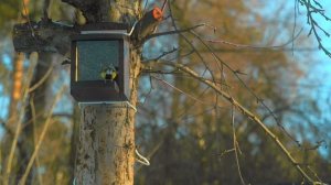 Кормушка для белки, для белки и птиц. Что делать если белка не пришла. Дятел, лазоревка и трактор.