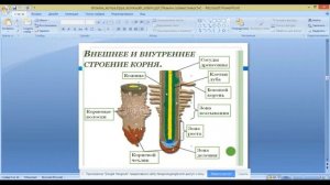 ОГЭ по биологии 9 класс.  Занятие 9. Царство растения. Вегетативные органы.